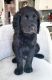 Labradoodle Puppies for sale in Sarasota, FL, USA. price: NA