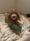 Labradoodle Puppies for sale in Colfax, WA, USA. price: NA