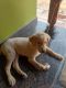 Labradoodle Puppies for sale in Aralakuppe, Karnataka, India. price: 10000 INR