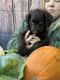 Labradoodle Puppies for sale in Coulee City, WA 99115, USA. price: NA