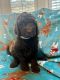 Labradoodle Puppies for sale in 173 Yadkin Falls, New London, NC 28127, USA. price: $800