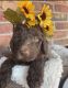 Labradoodle Puppies for sale in Lubbock, TX, USA. price: NA