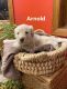 Labradoodle Puppies for sale in Sioux City, IA 51106, USA. price: $1,000
