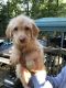 Labradoodle Puppies for sale in Blairsville, GA 30512, USA. price: NA