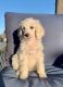 Labradoodle Puppies for sale in Appleton, WI, USA. price: $950