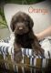 Labradoodle Puppies for sale in Mt Holly, NC, USA. price: $1,500