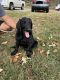 Labradoodle Puppies for sale in Cookeville, TN, USA. price: $150