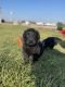 Labradoodle Puppies for sale in Greenville, OH 45331, USA. price: $250