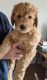Labradoodle Puppies for sale in Ithaca, MI 48847, USA. price: $600