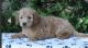 Labradoodle Puppies for sale in Rego Park, Queens, NY, USA. price: $1,000