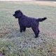 Labradoodle Puppies for sale in Tarboro, NC 27886, USA. price: $500