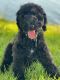 Labradoodle Puppies for sale in Lexington, KY, USA. price: $950