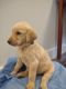 Labradoodle Puppies for sale in Montgomery, AL, USA. price: NA