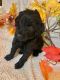 Labradoodle Puppies for sale in Springhill, LA 71075, USA. price: $600