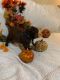 Labradoodle Puppies for sale in Springhill, LA 71075, USA. price: $1,000