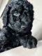 Labradoodle Puppies for sale in Cumby, TX 75433, USA. price: $1,500