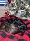 Labradoodle Puppies for sale in Rutherfordton, NC, USA. price: NA