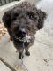 Labradoodle Puppies for sale in Wellington, CO 80549, USA. price: NA