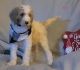 Labradoodle Puppies for sale in Taunton, MA 02780, USA. price: NA