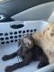 Labradoodle Puppies for sale in Hendersonville, NC, USA. price: NA