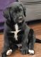 Labradoodle Puppies for sale in Spanaway, WA, USA. price: $1,500