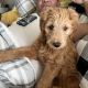 Labradoodle Puppies for sale in Clearfield, UT, USA. price: $500