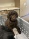 Labradoodle Puppies for sale in Spokane, WA, USA. price: NA