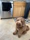 Labradoodle Puppies for sale in Poway, CA, USA. price: $2,000