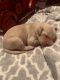 Labradoodle Puppies for sale in Reidsville, NC 27320, USA. price: NA