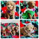 Labradoodle Puppies for sale in Nampa, ID, USA. price: $1,500