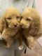 Labradoodle Puppies for sale in West Sacramento, CA, USA. price: $1,600