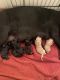 Labradoodle Puppies for sale in Norco, CA, USA. price: $1,800