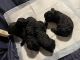 Labradoodle Puppies for sale in Lexington, KY 40509, USA. price: $800