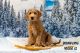 Labradoodle Puppies for sale in High River, AB, Canada. price: $3,500