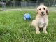 Labradoodle Puppies for sale in 1930 Coral Rd NE, Edmore, MI 48829, USA. price: NA