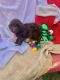 Labradoodle Puppies for sale in Springhill, LA 71075, USA. price: $500