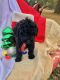 Labradoodle Puppies for sale in Springhill, LA 71075, USA. price: NA