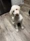 Labradoodle Puppies for sale in Charlotte, NC 28269, USA. price: NA