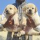 Labradoodle Puppies for sale in Narmadapuram, Madhya Pradesh, India. price: 13000 INR