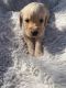 Labradoodle Puppies for sale in Whiteville, NC 28472, USA. price: NA