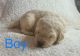 Labradoodle Puppies for sale in Gainesville, GA, USA. price: NA