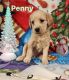 Labradoodle Puppies for sale in Hillsboro, OH 45133, USA. price: $1,500