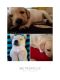 Labradoodle Puppies for sale in Hassan, Karnataka, India. price: 10000 INR