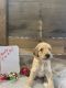 Labradoodle Puppies for sale in Atwater, CA 95301, USA. price: $3,000