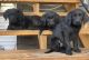 Labradoodle Puppies for sale in South Surrey, Surrey, BC V3S, Canada. price: $1,100