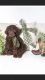 Labradoodle Puppies for sale in Hacienda Heights, CA, USA. price: $1,299