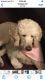 Labradoodle Puppies for sale in Homosassa Springs, FL, USA. price: NA