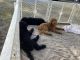 Labradoodle Puppies for sale in Homosassa Springs, FL, USA. price: $100,000