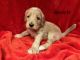 Labradoodle Puppies for sale in Goodyear, AZ, USA. price: $700