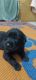 Labradoodle Puppies for sale in BDA Colony, Awadhpuri, Bhopal, Madhya Pradesh 462022, India. price: 9000 INR
